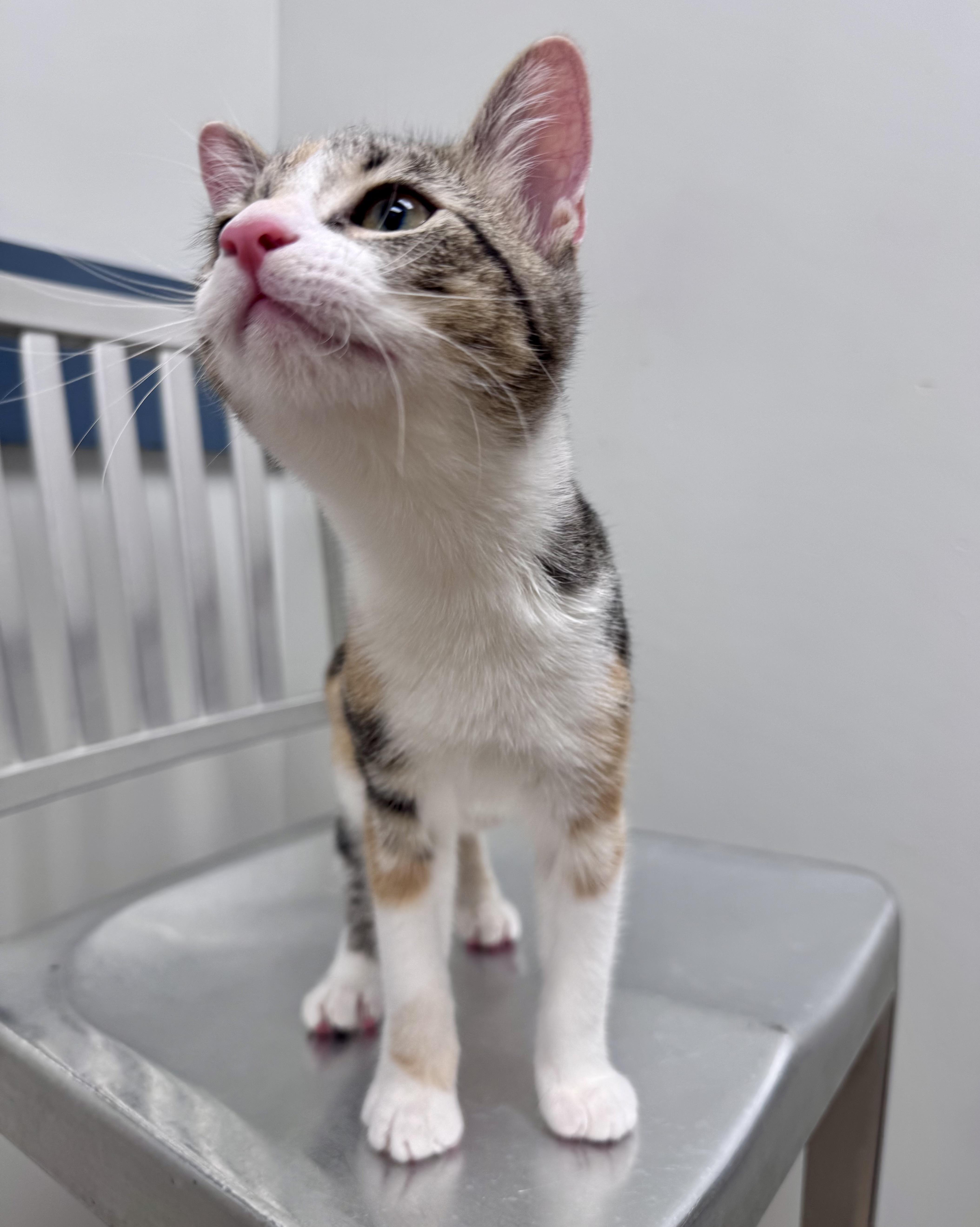 Enlarge Birch, an adopted Calico in Tallahassee, FL image 5/6
