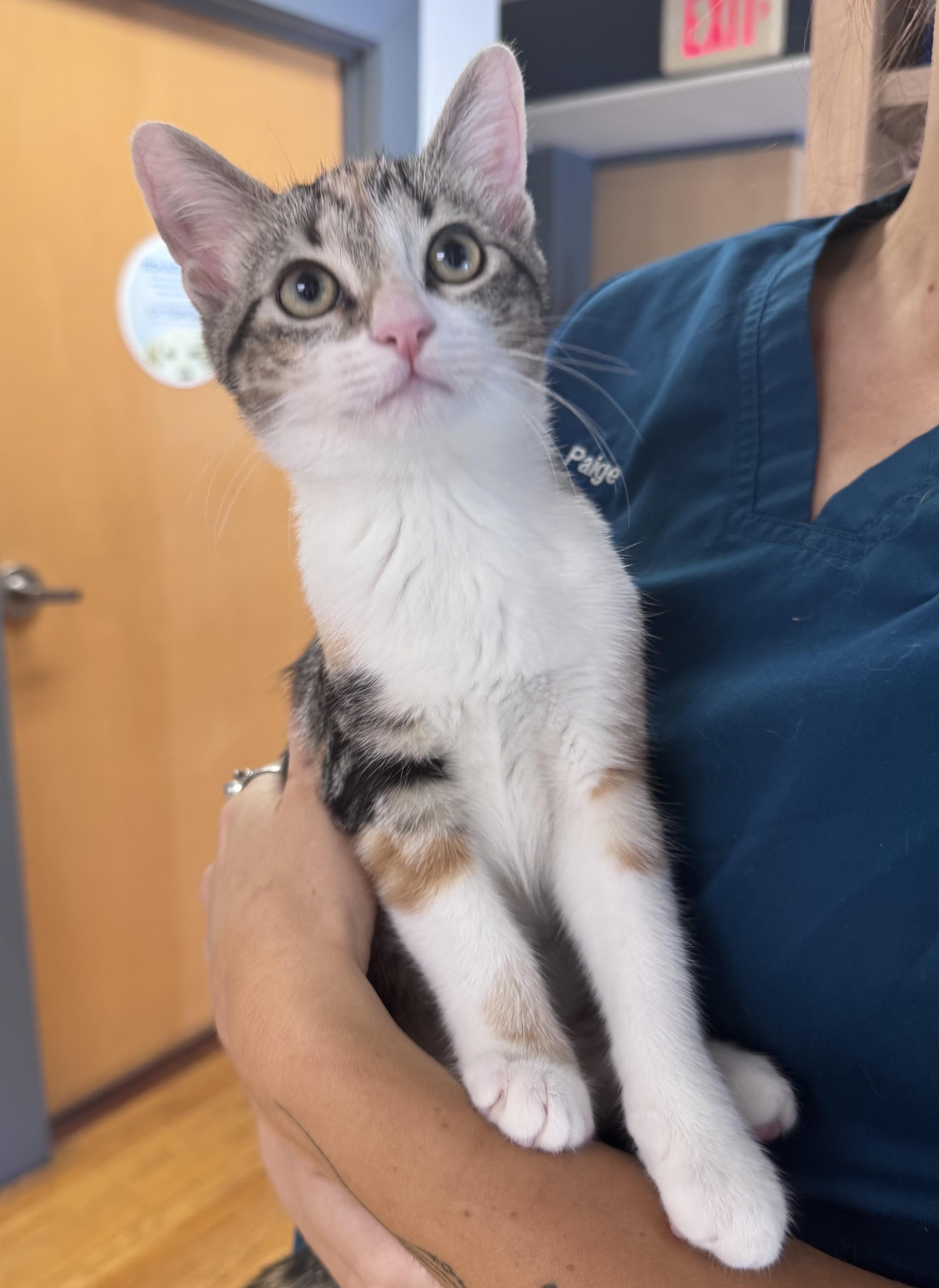 Enlarge Birch, an adopted Calico in Tallahassee, FL image 4/6