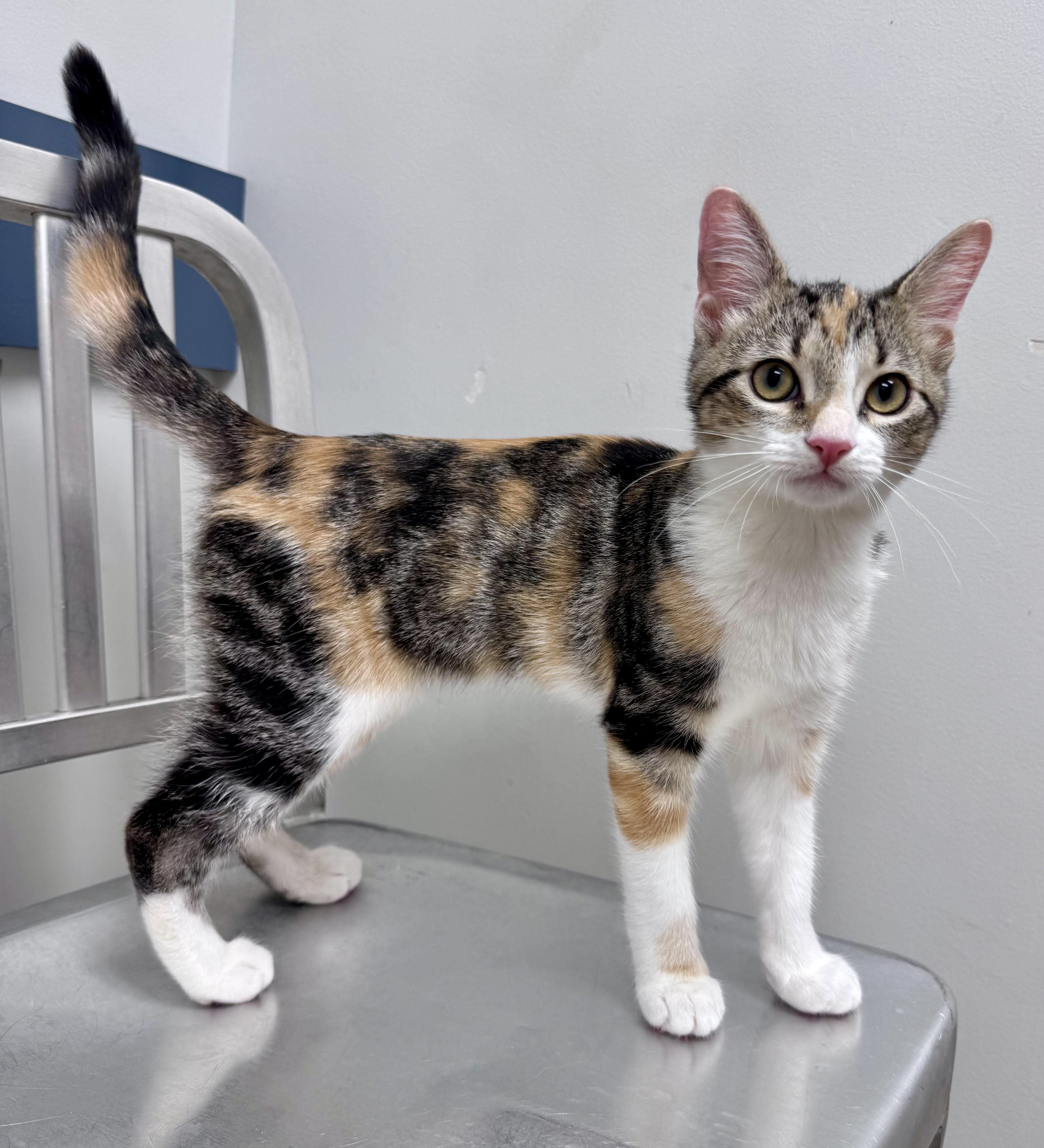 Birch, adopted, Kitten Female Calico.