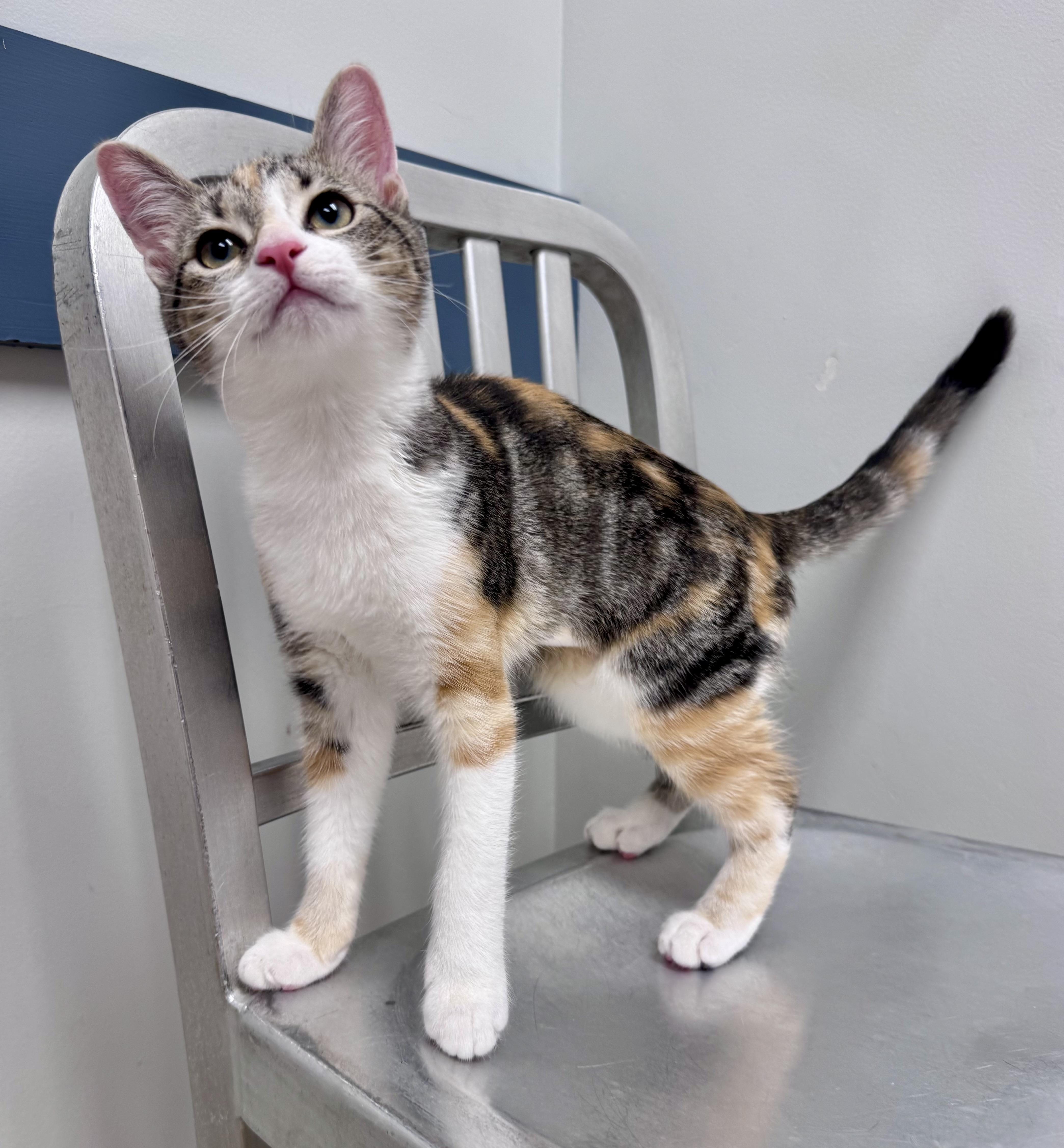 Enlarge Birch, an adopted Calico in Tallahassee, FL image 2/6
