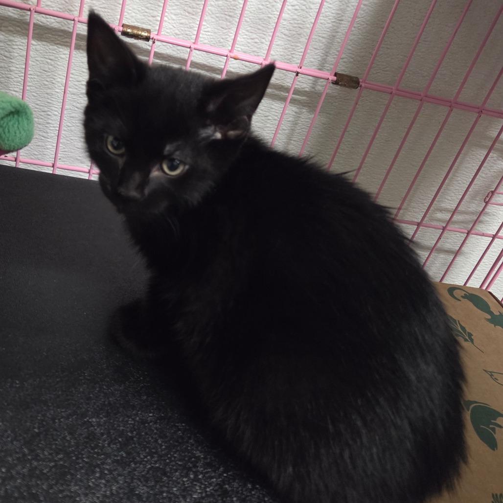 Tito, Adoptable, Kitten Male Domestic Short Hair.