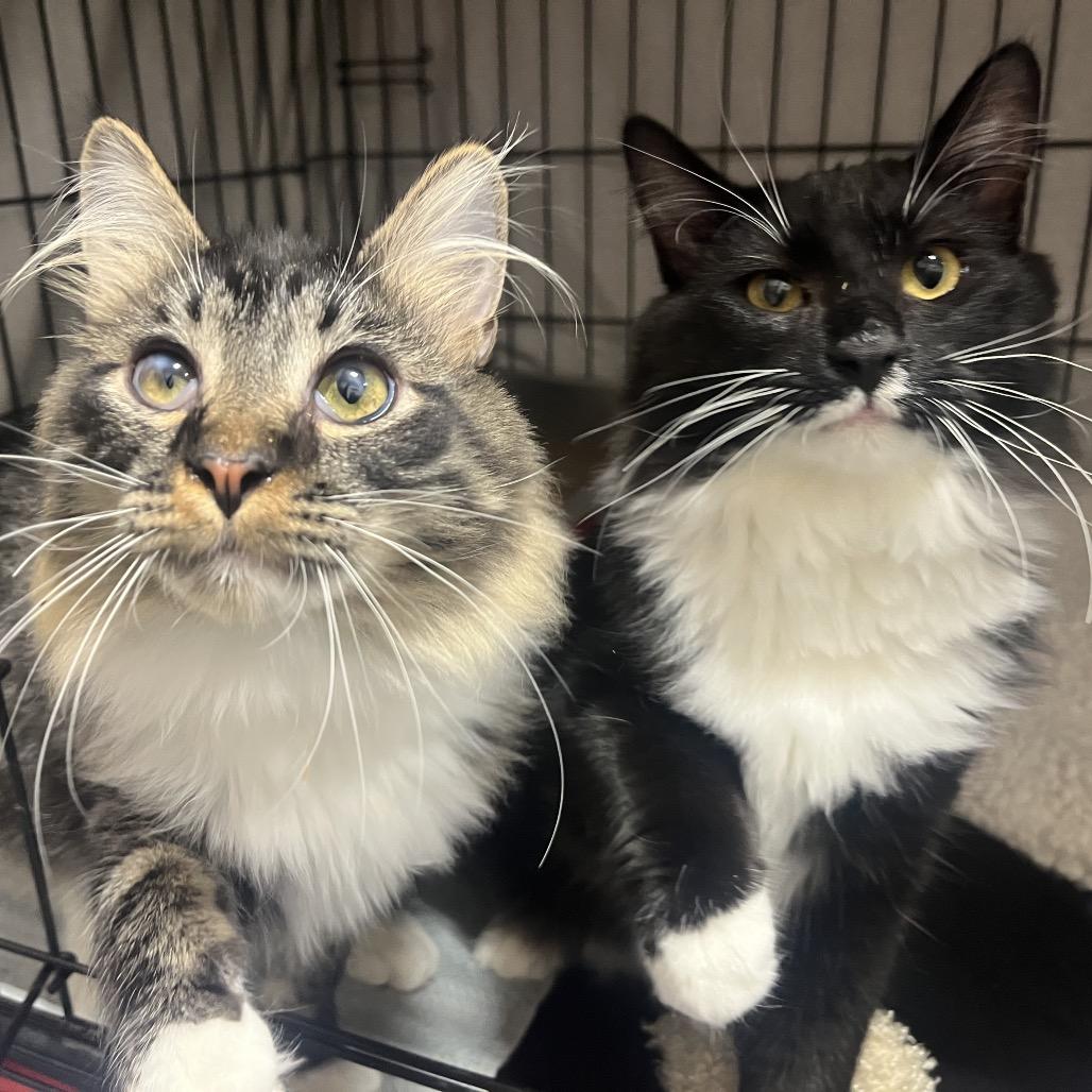 Liko, Adoptable, Young Male Domestic Medium Hair.