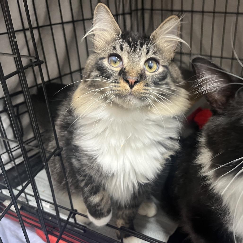 Enlarge Liko, a Adoptable Domestic Medium Hair in Bismarck, ND image 2/2