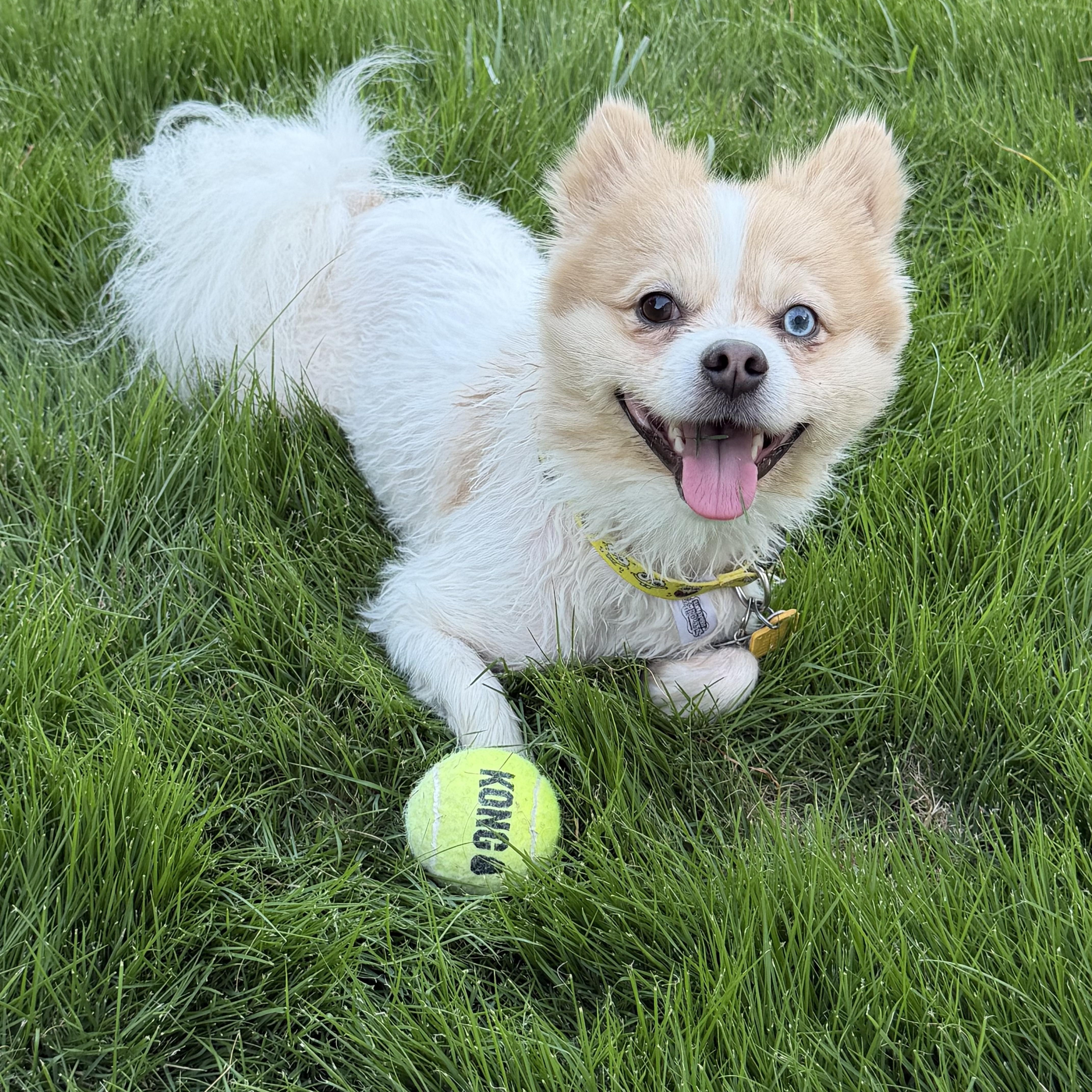 Arnold, a Adoptable mixed breed in Chatham, NJ image 6/6