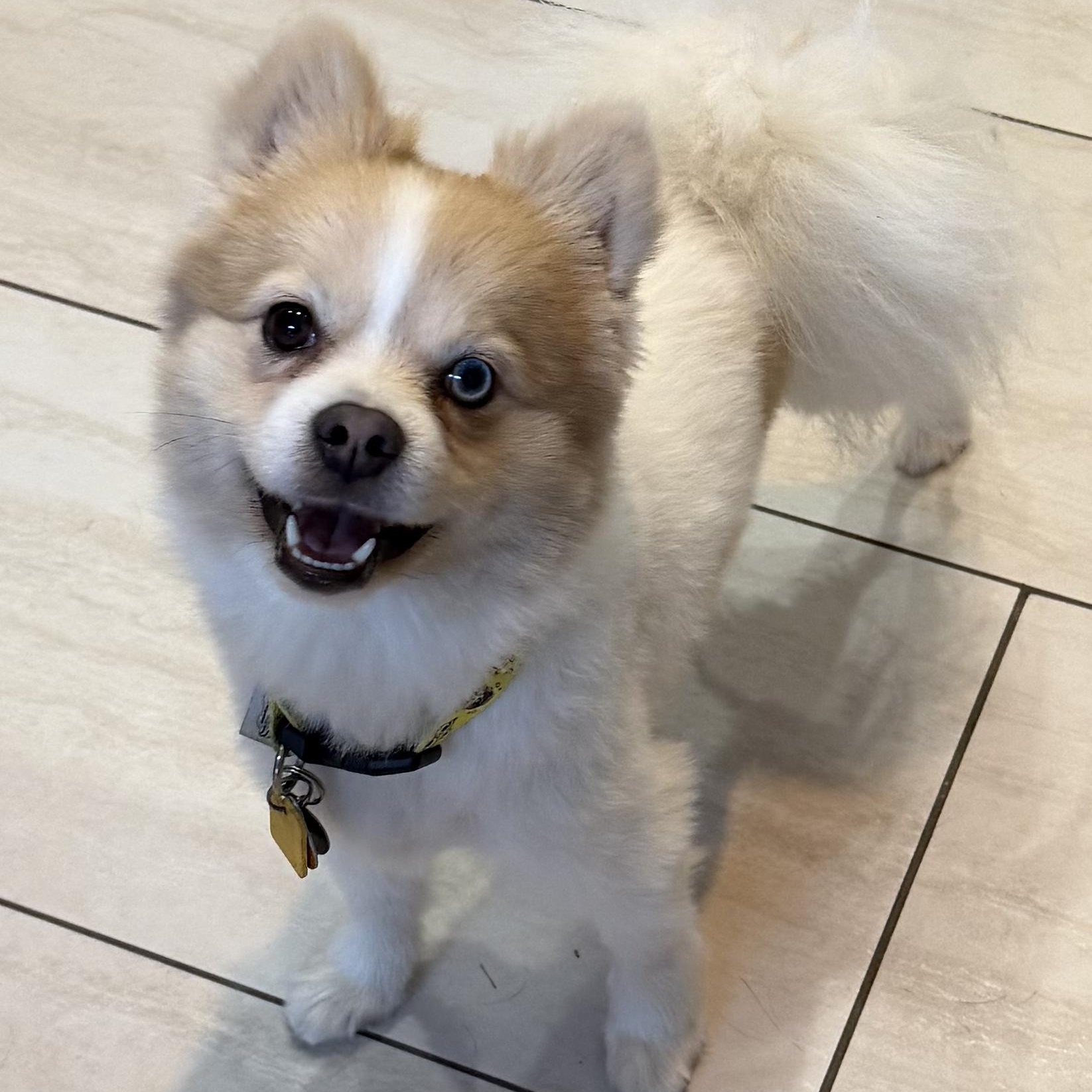 Arnold, a Adoptable mixed breed in Chatham, NJ image 2/6