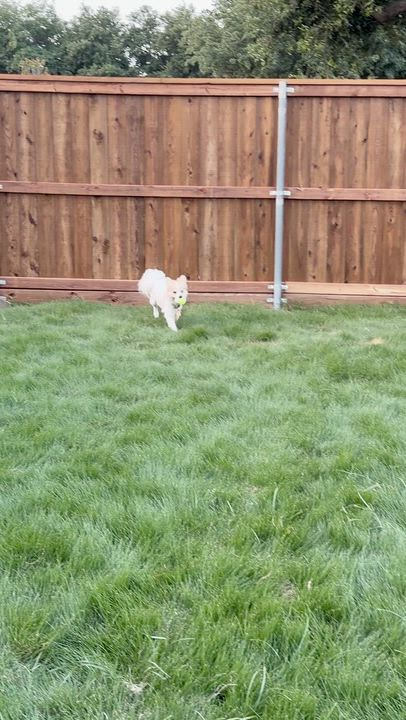 Enlarge Arnold, a Adoptable mixed breed in Chatham, NJ video 3/6