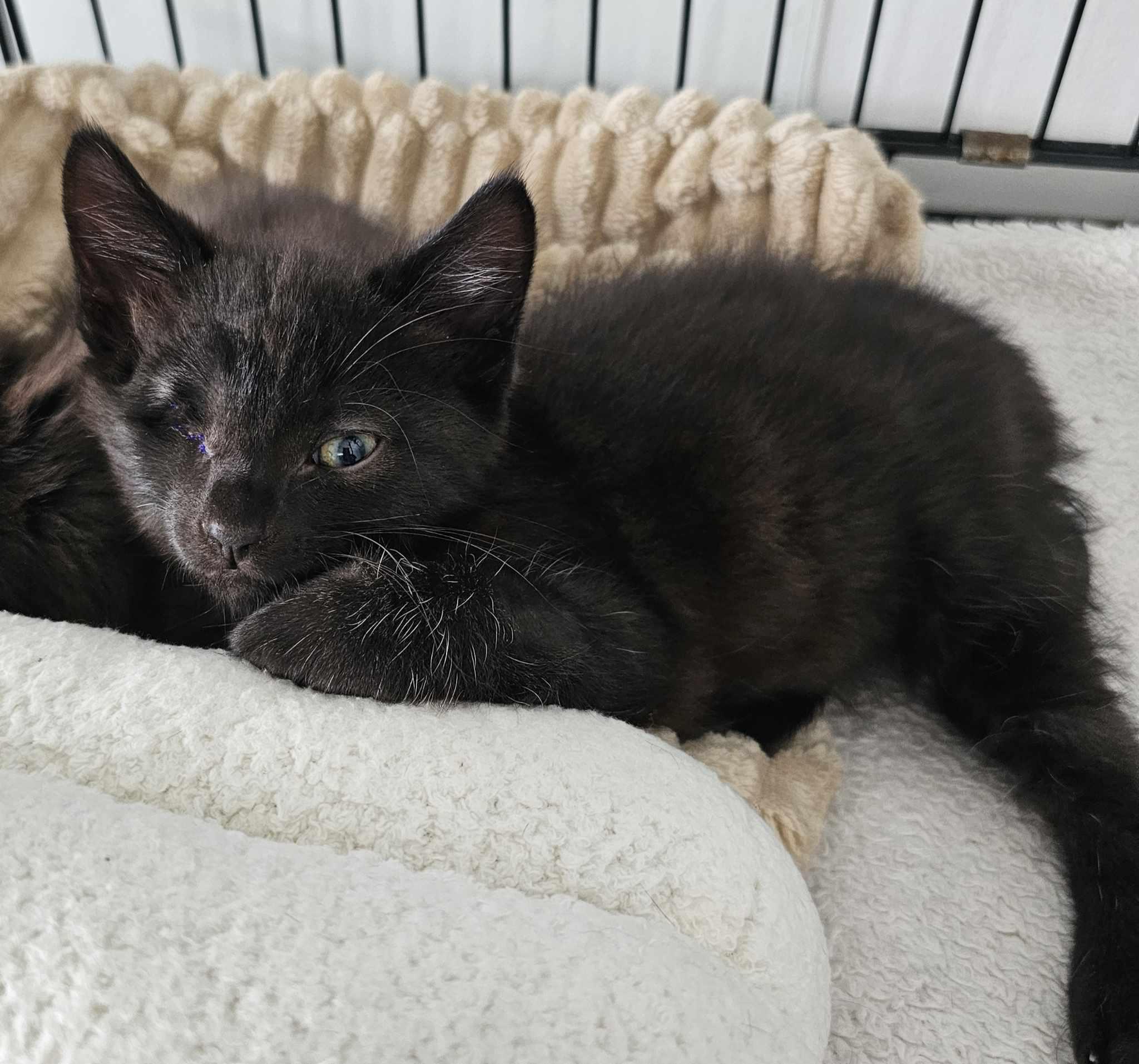 Enlarge Roméo, a Adopted Domestic Short Hair in Montreal, QC image 1/2