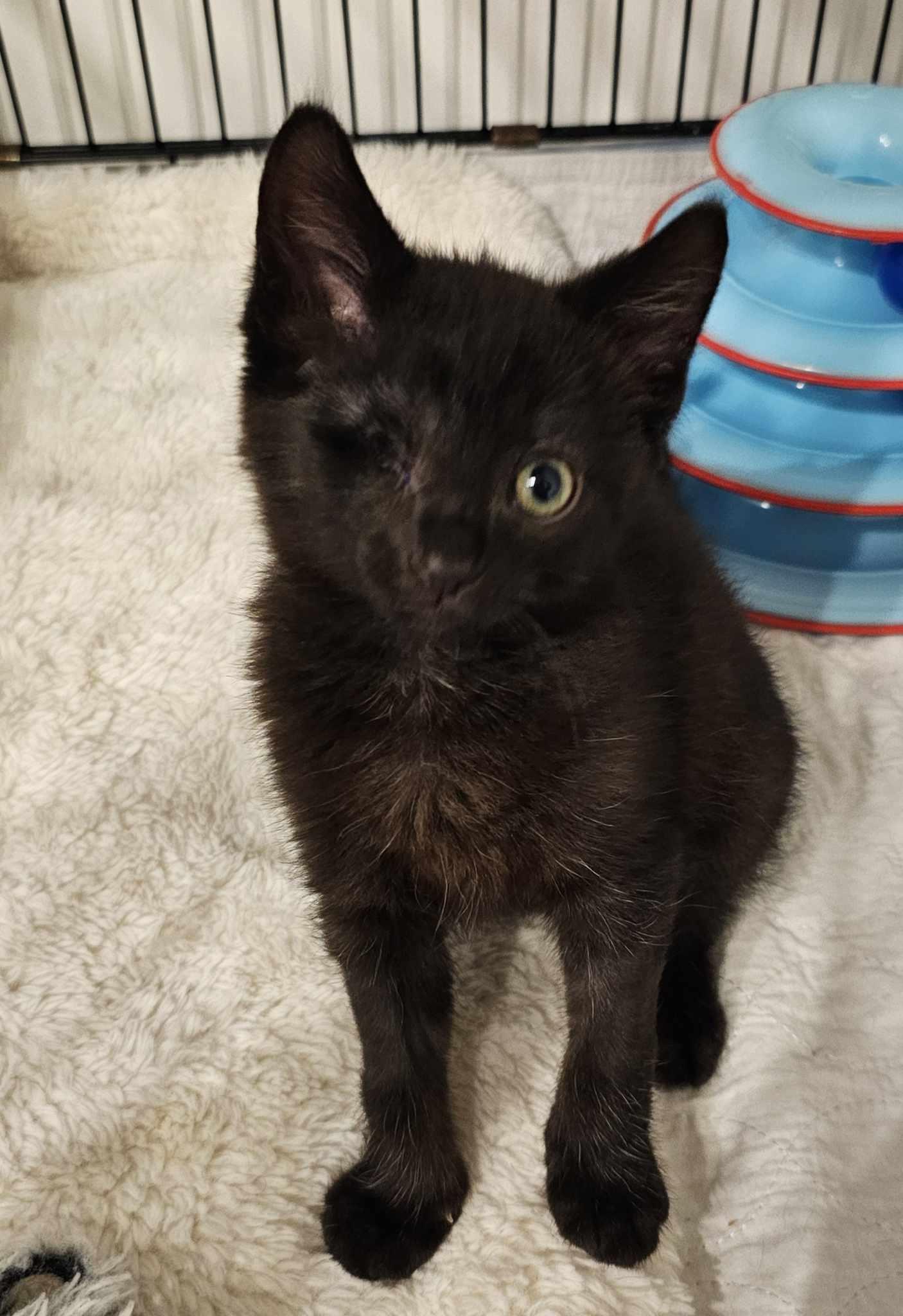 Enlarge Roméo, a Adopted Domestic Short Hair in Montreal, QC image 2/2