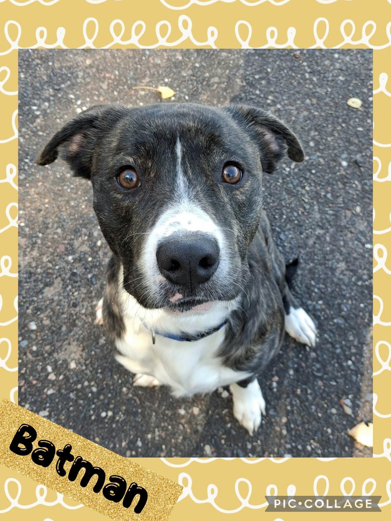 Batman, Adoptable, Young Male Mixed Breed.