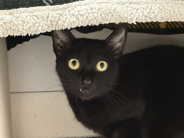 ACE, Adoptable, Young Female Domestic Short Hair.