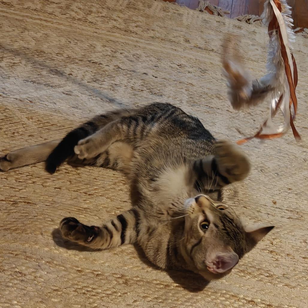 Dibbles, Adoptable, Kitten Male Domestic Short Hair.