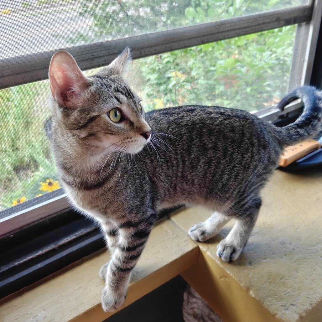 Enlarge Dibbles, a Adoptable Domestic Short Hair in St. Paul, MN image 2/6