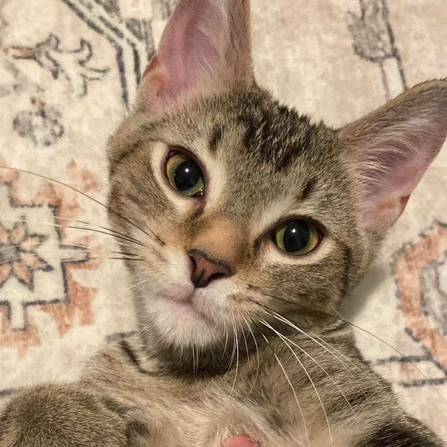Enlarge Dibbles, a Adoptable Domestic Short Hair in St. Paul, MN image 3/6