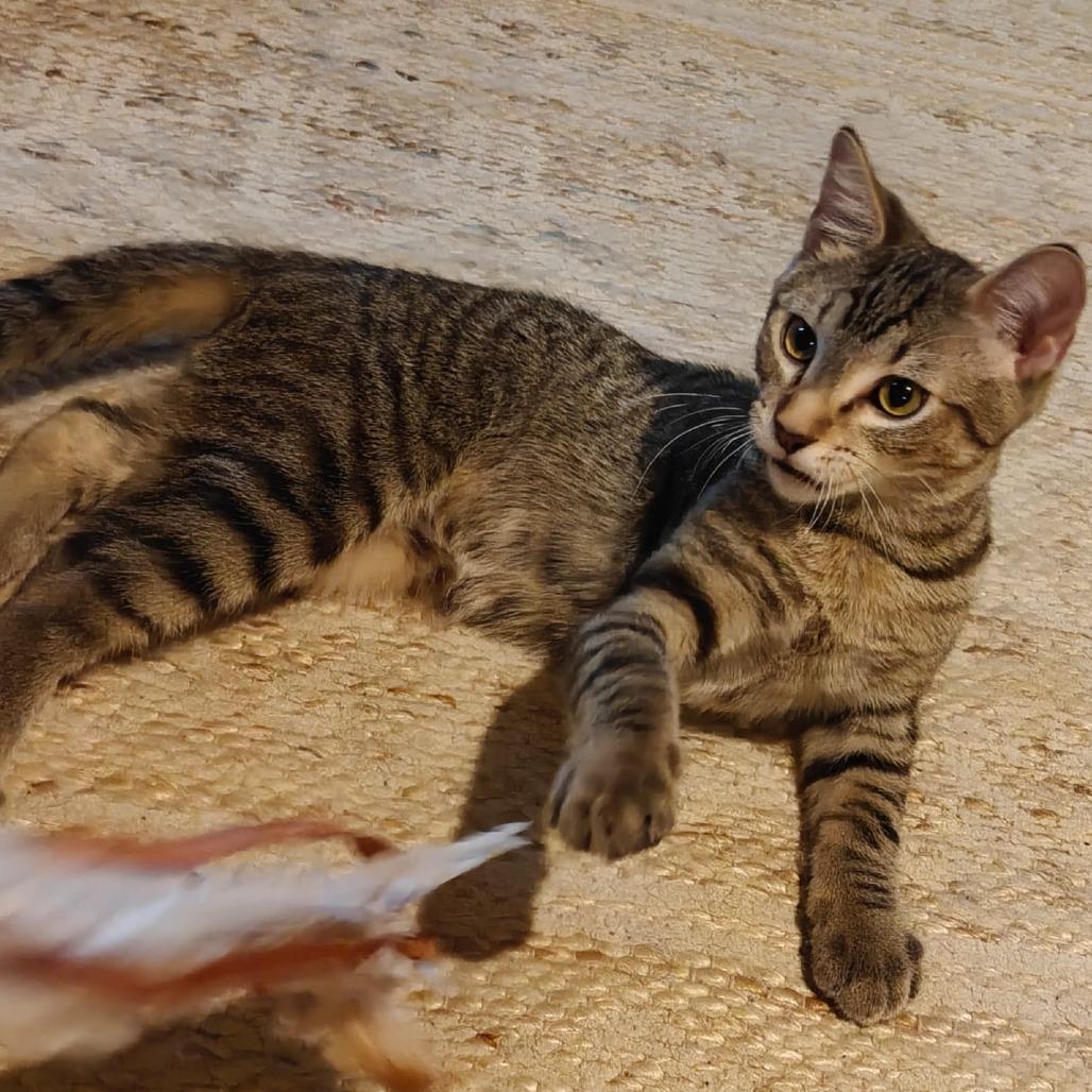 Enlarge Dibbles, a Adoptable Domestic Short Hair in St. Paul, MN image 5/6