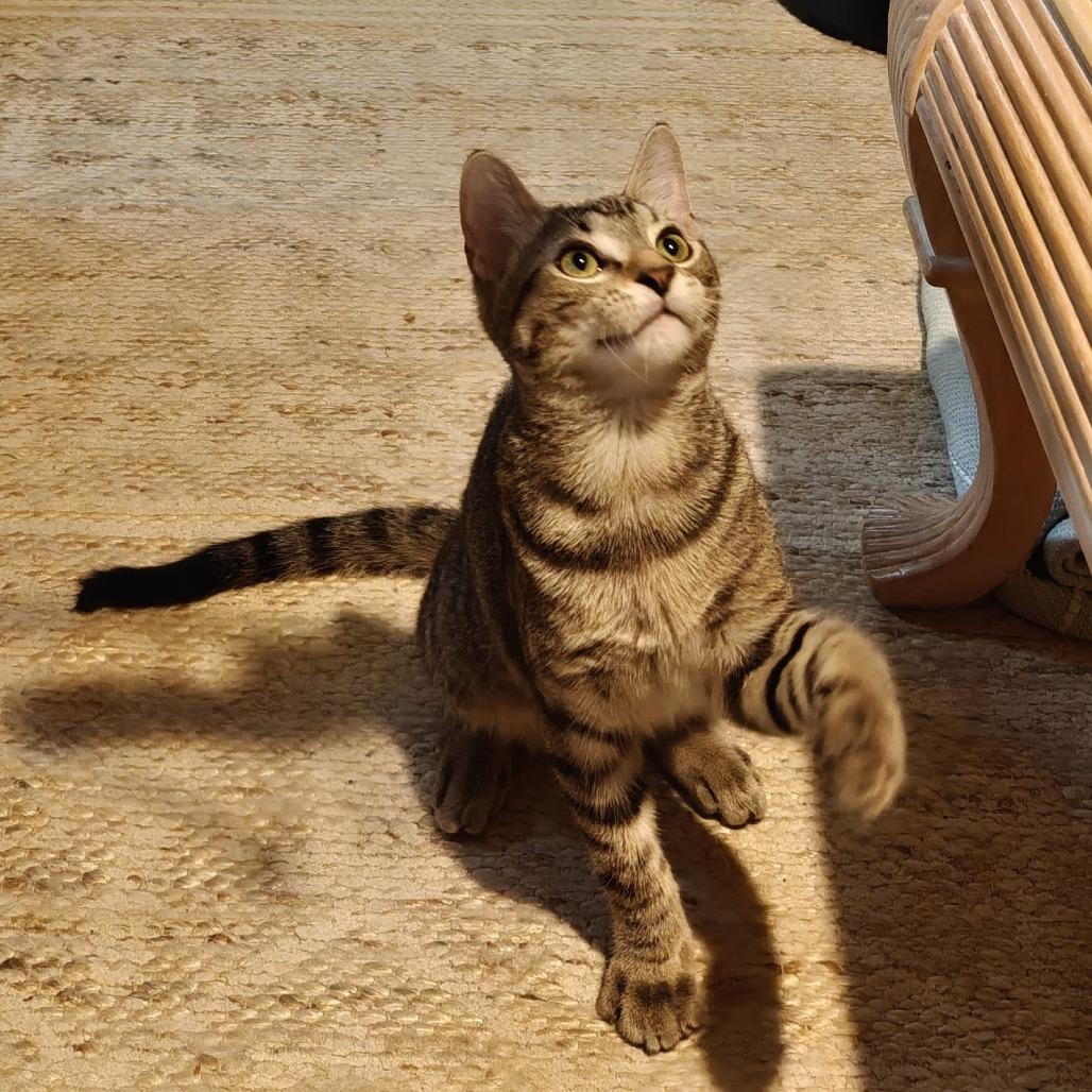 Enlarge Dibbles, a Adoptable Domestic Short Hair in St. Paul, MN image 6/6