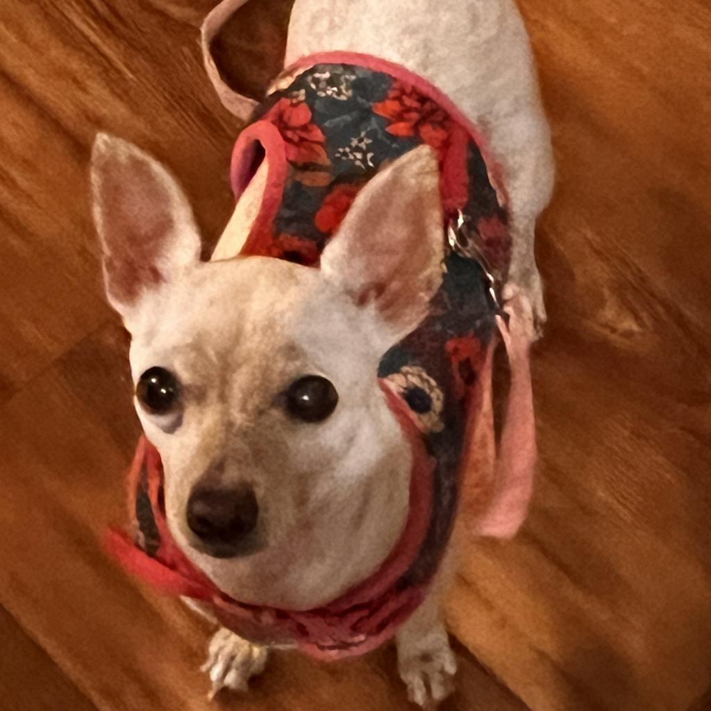 Enlarge Joy, a Adoptable Chihuahua in Las Vegas, NV image 1/4