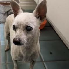 Enlarge Joy, a Adoptable Chihuahua in Las Vegas, NV image 2/4