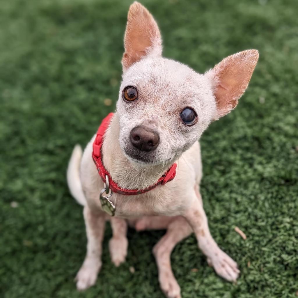 Enlarge Joy, a Adoptable Chihuahua in Las Vegas, NV image 3/4