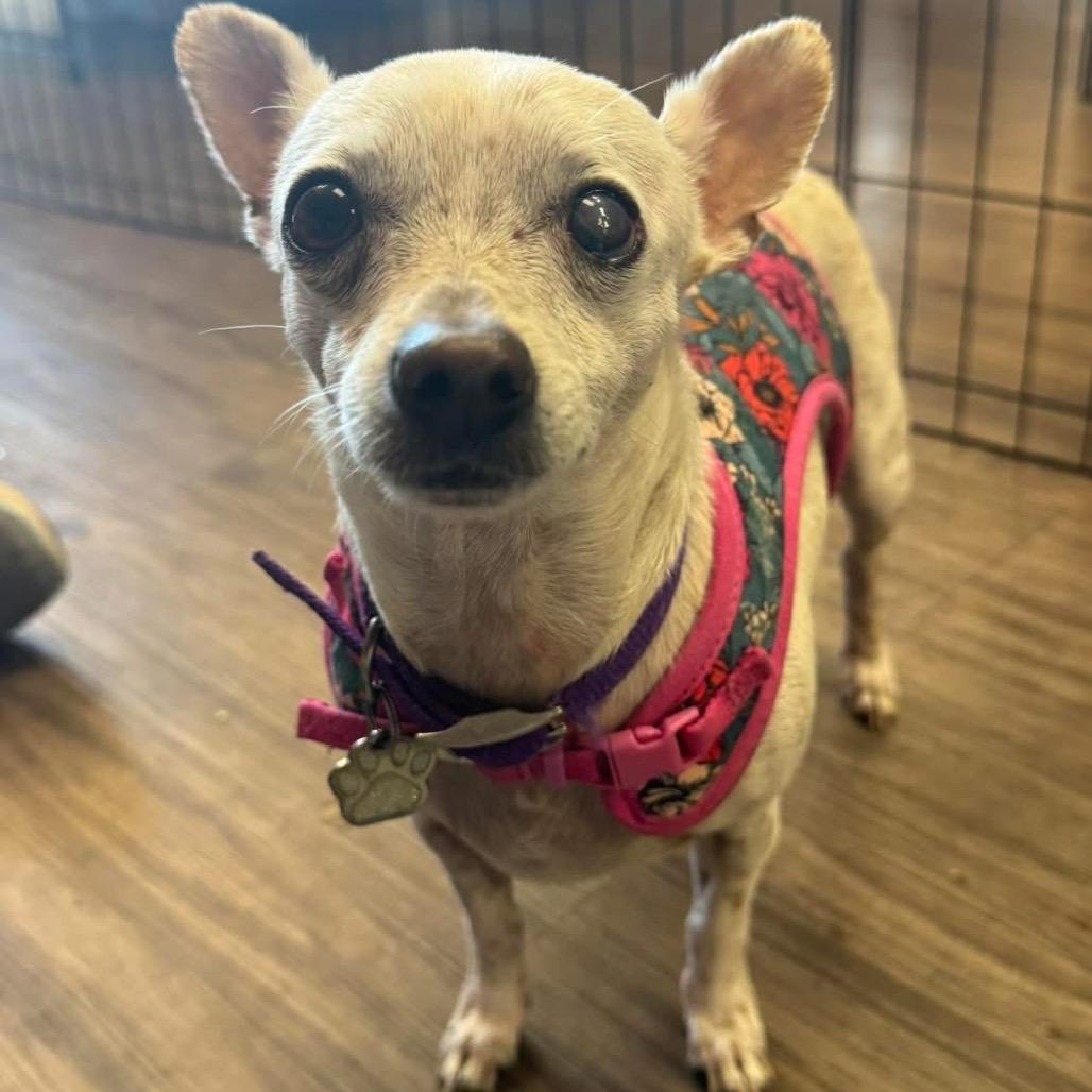 Enlarge Joy, a Adoptable Chihuahua in Las Vegas, NV image 4/4