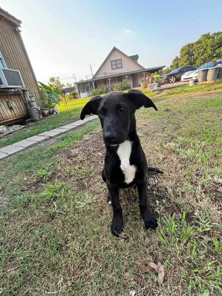 Enlarge Becket, a Adoptable Black Labrador Retriever in Fountain, CO image 1/1
