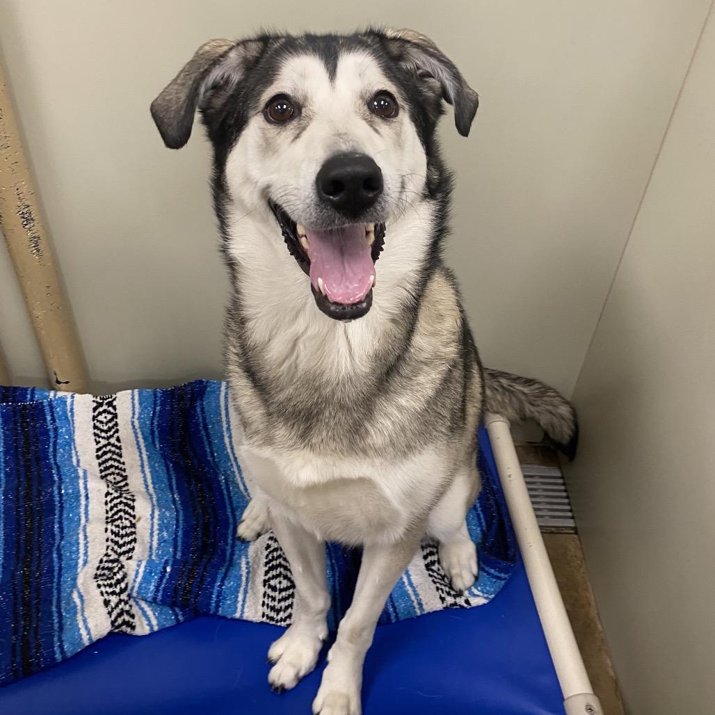 Enlarge Harley, a Adoptable Mixed Breed in Spokane, WA image 1/6