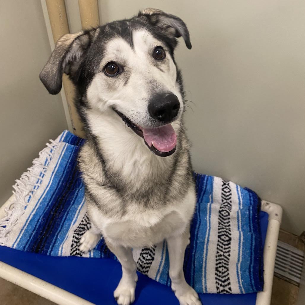 Enlarge Harley, a Adoptable Mixed Breed in Spokane, WA image 2/6