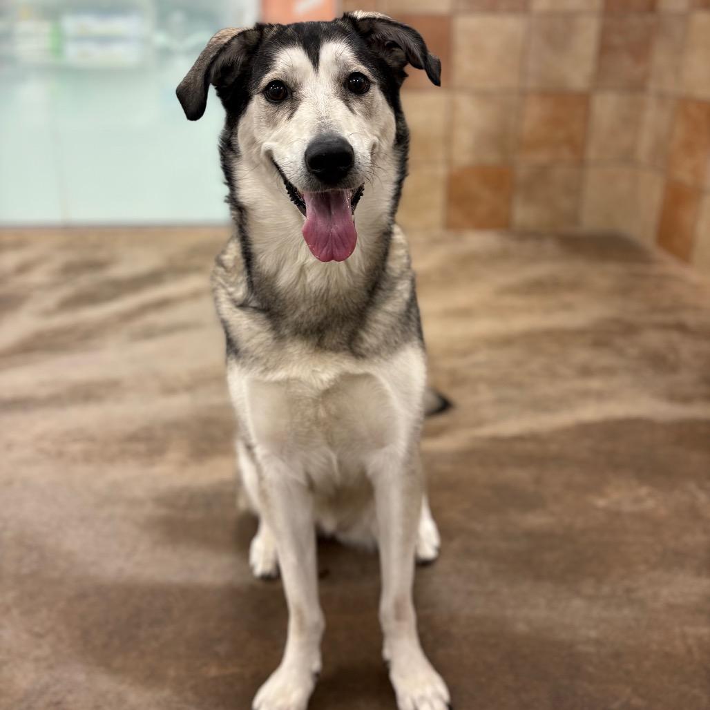 Enlarge Harley, a Adoptable Mixed Breed in Spokane, WA image 3/6