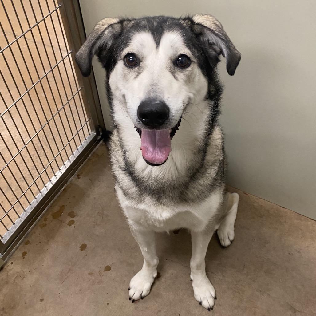 Enlarge Harley, a Adoptable Mixed Breed in Spokane, WA image 4/6