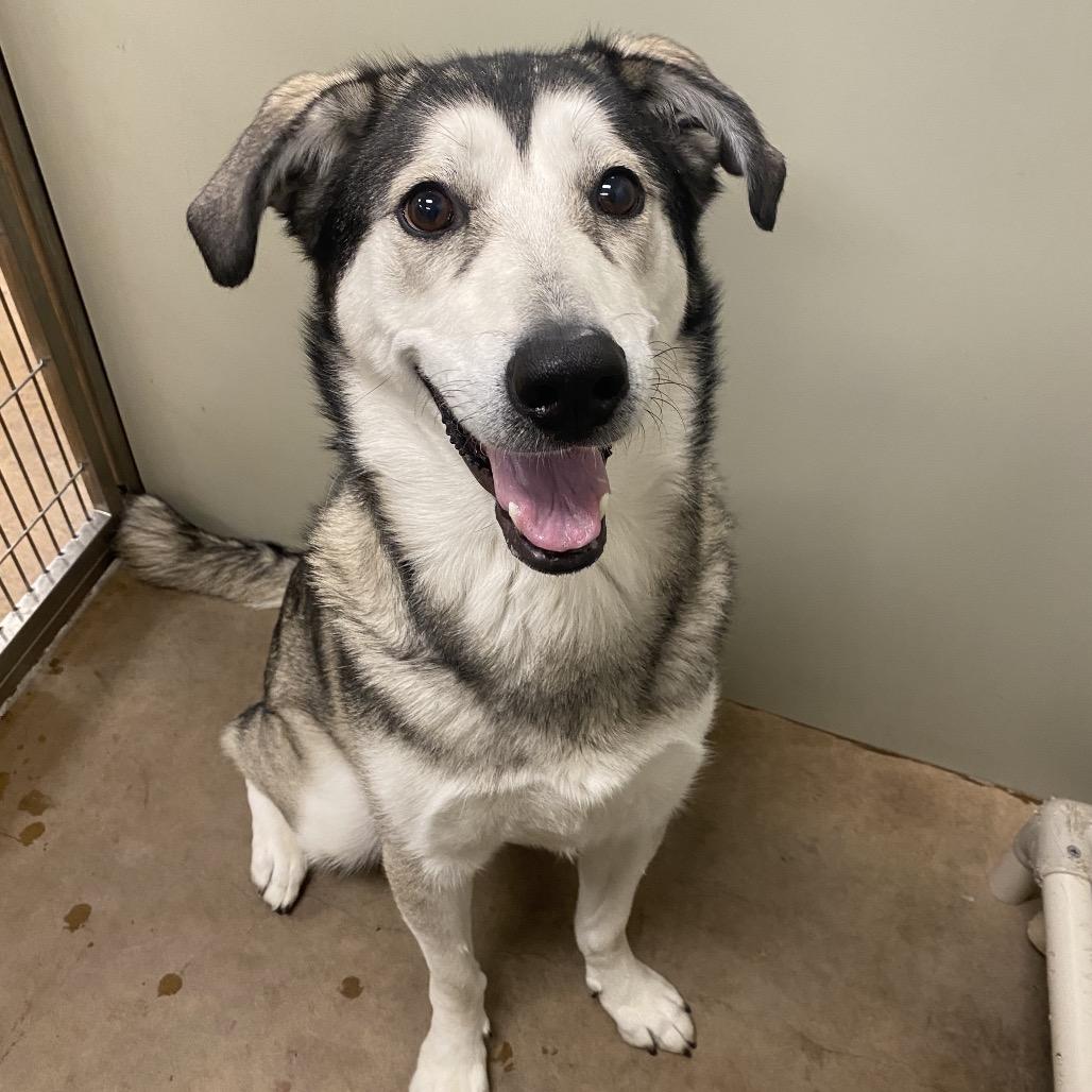 Enlarge Harley, a Adoptable Mixed Breed in Spokane, WA image 5/6