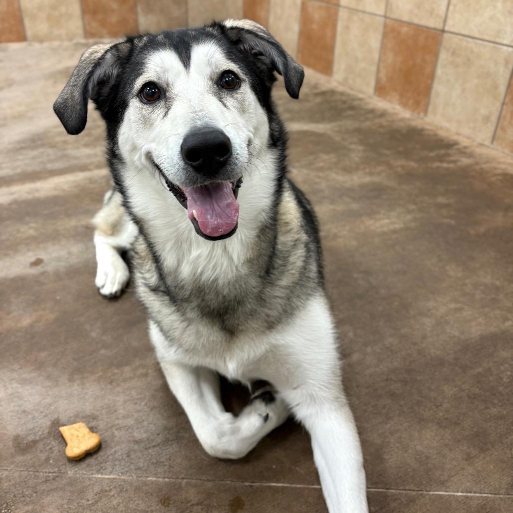 Enlarge Harley, a Adoptable Mixed Breed in Spokane, WA image 6/6