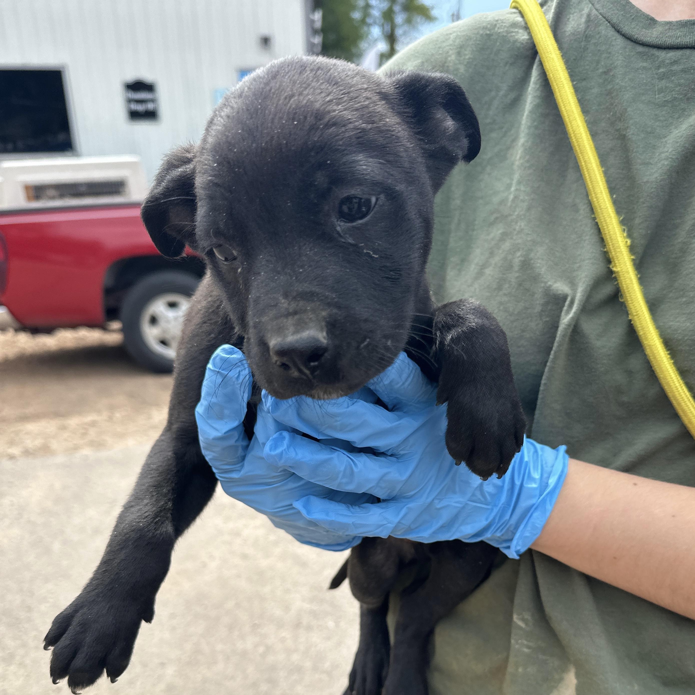 Mechanic, a Adoptable mixed breed in Columbia, SC image 2/4