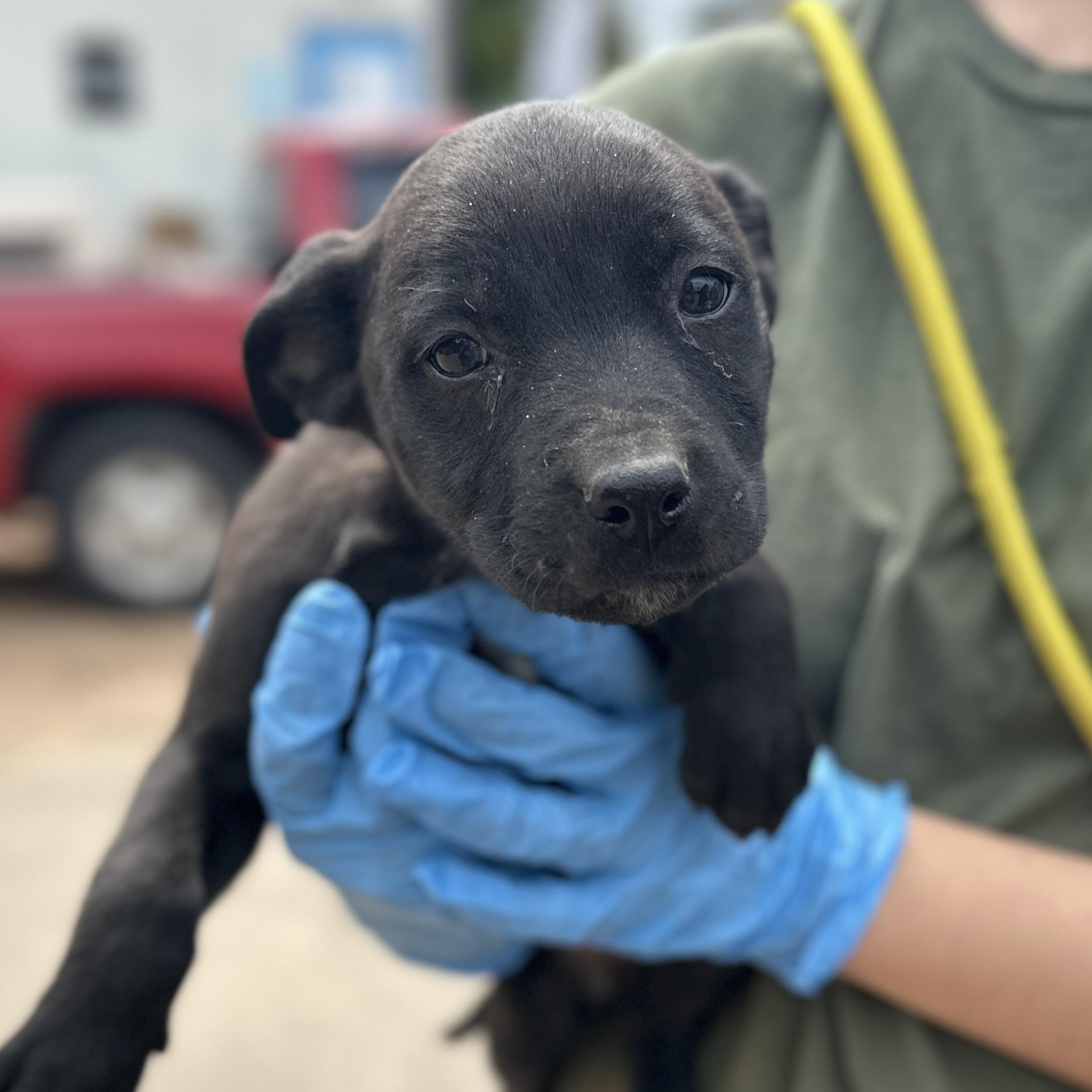 Mechanic, a Adoptable mixed breed in Columbia, SC image 1/4