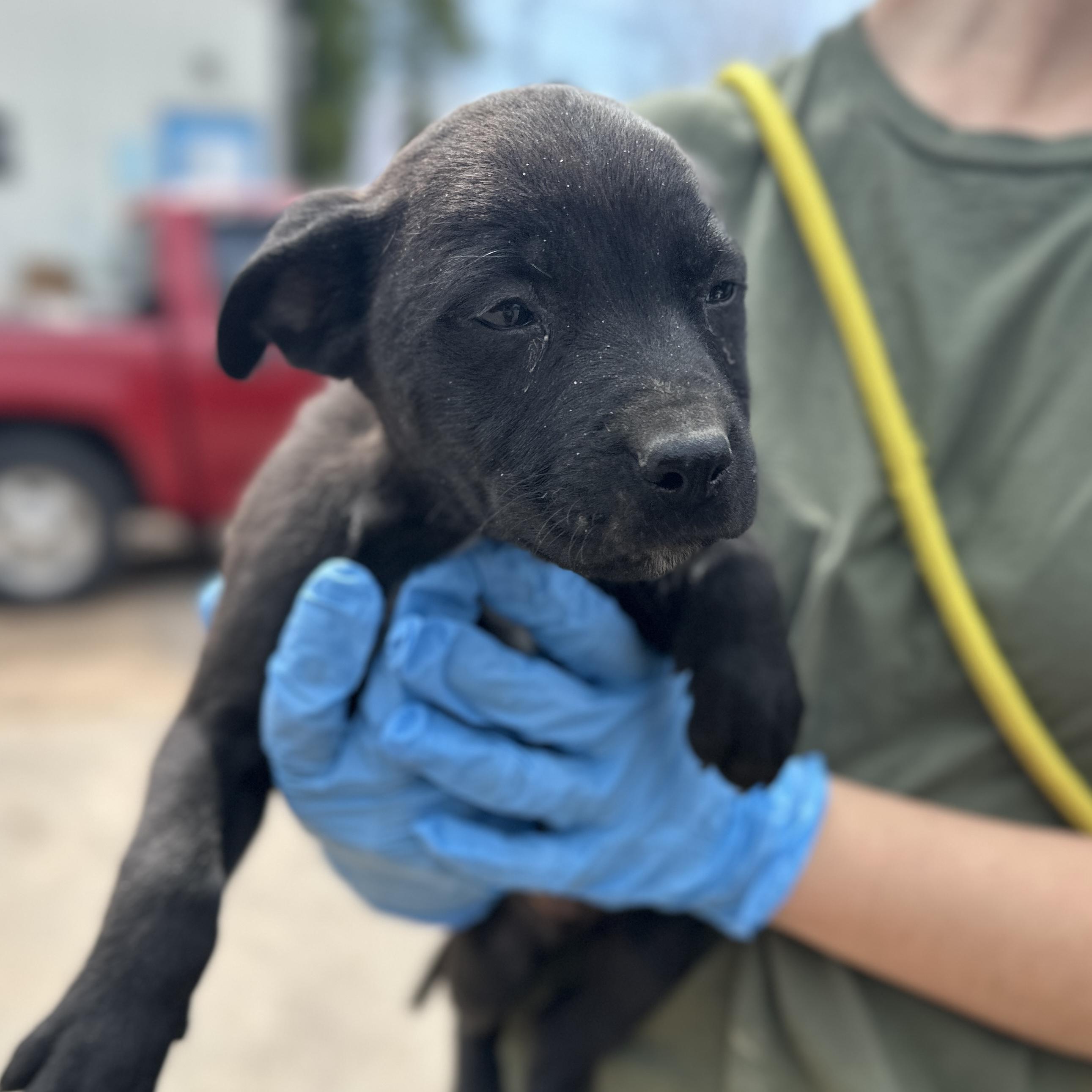Mechanic, a Adoptable mixed breed in Columbia, SC image 3/4