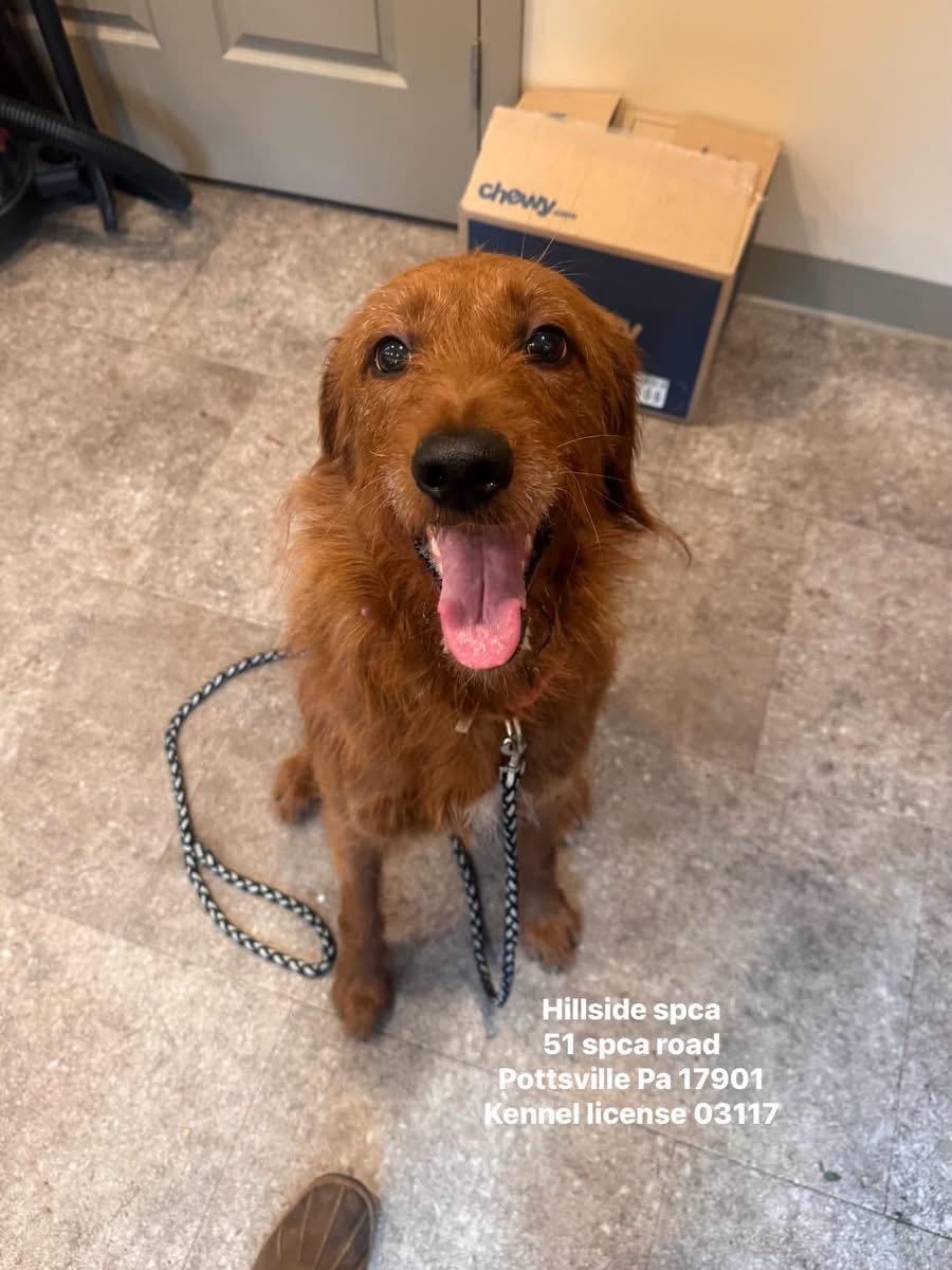 Lucille, adopted, Young Female Goldendoodle.