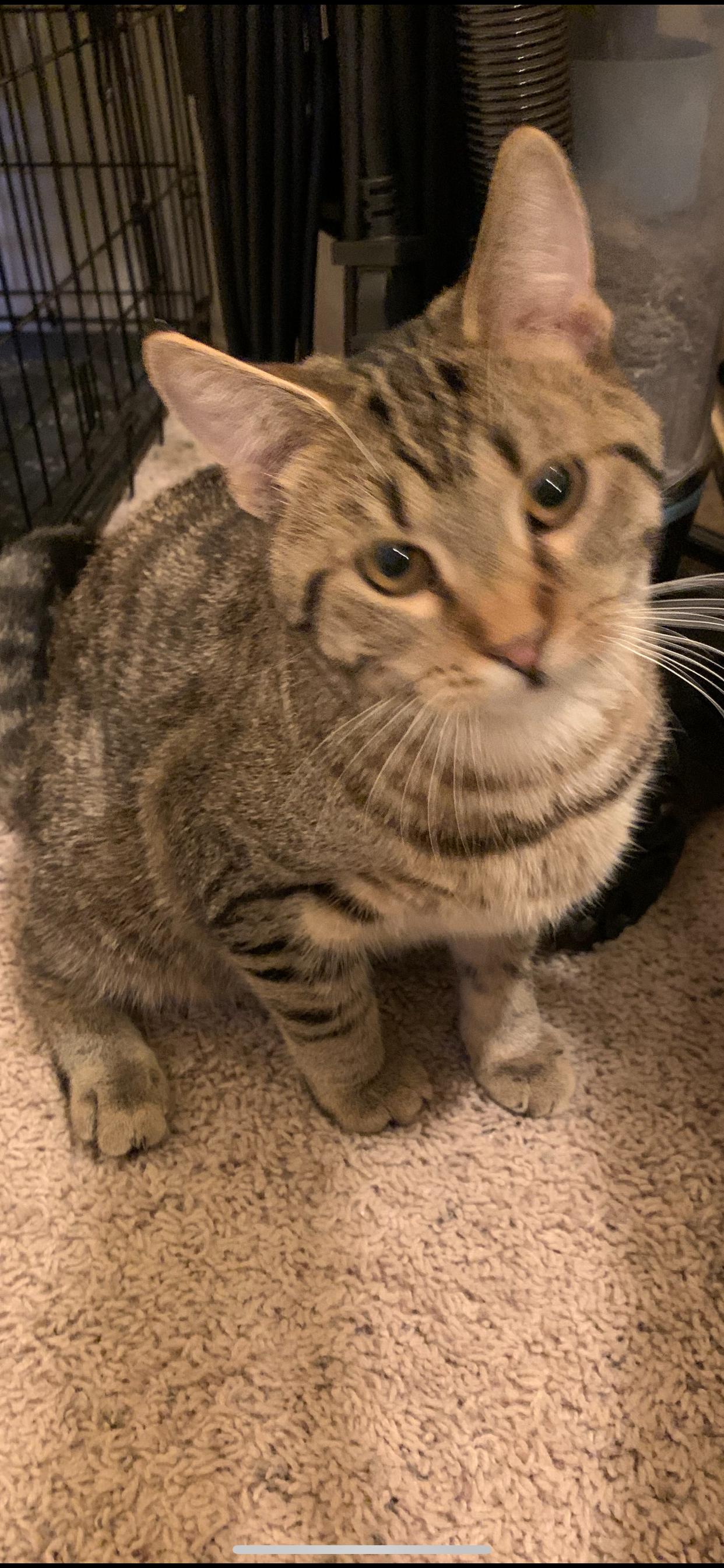 B-Dub, ADOPTABLE, Kitten Male Domestic Short Hair.