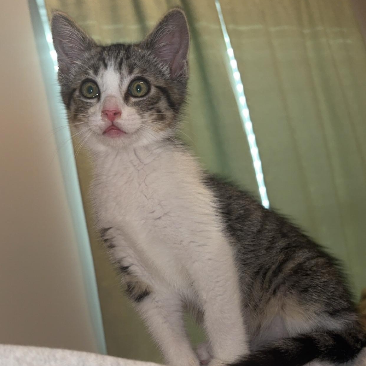 Roscoe, Adoptable, Kitten Male Domestic Short Hair.