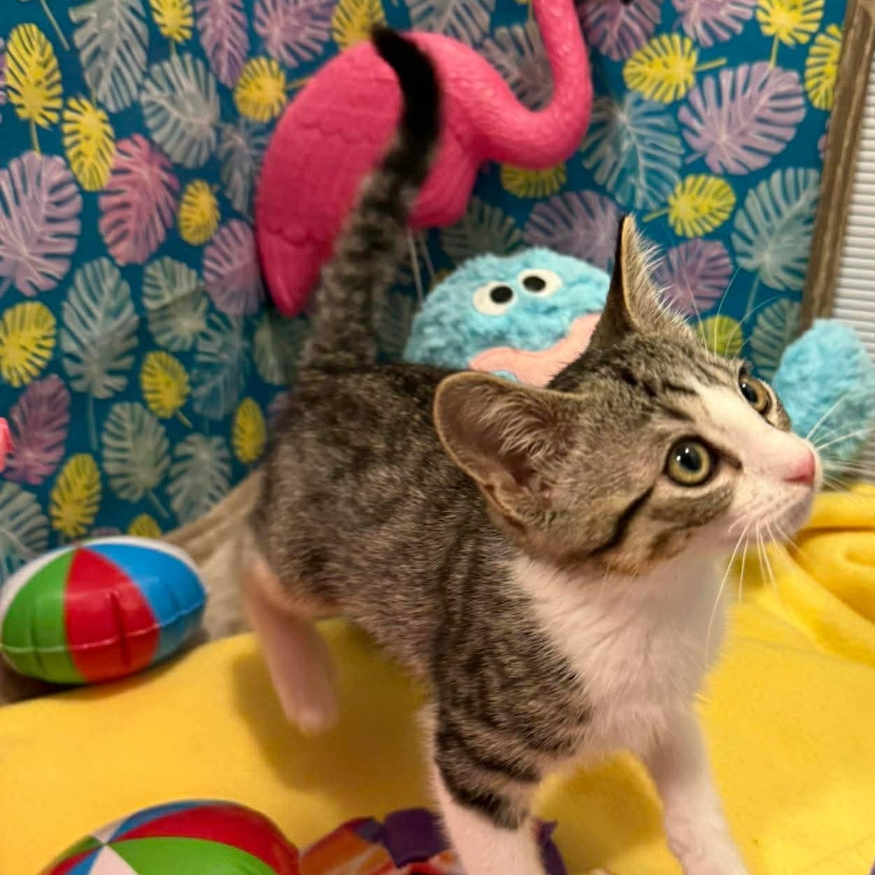 Roscoe, a Adoptable Domestic Short Hair in Mississippi State, MS image 5/5