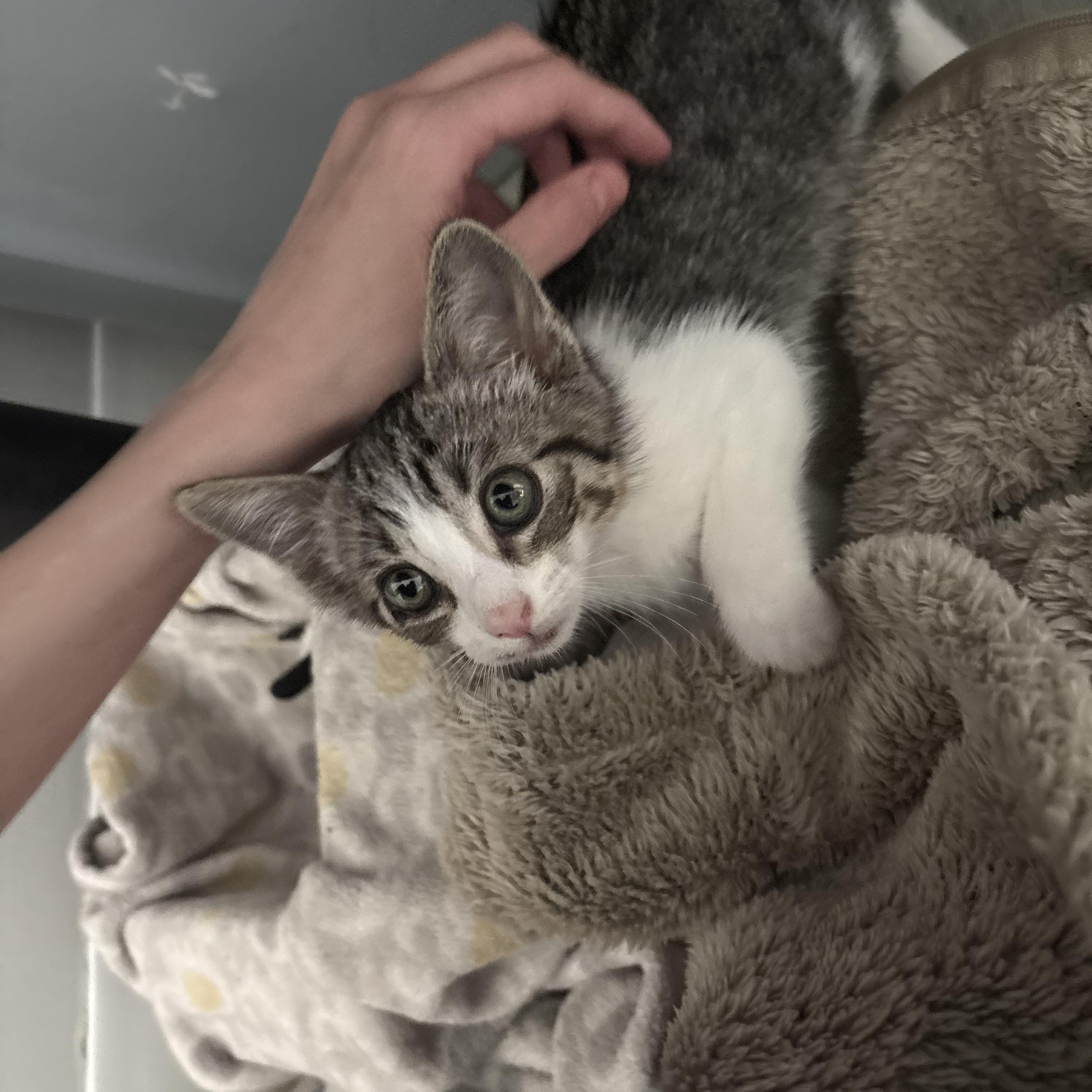 Roscoe, adopted, Kitten Male Domestic Short Hair.