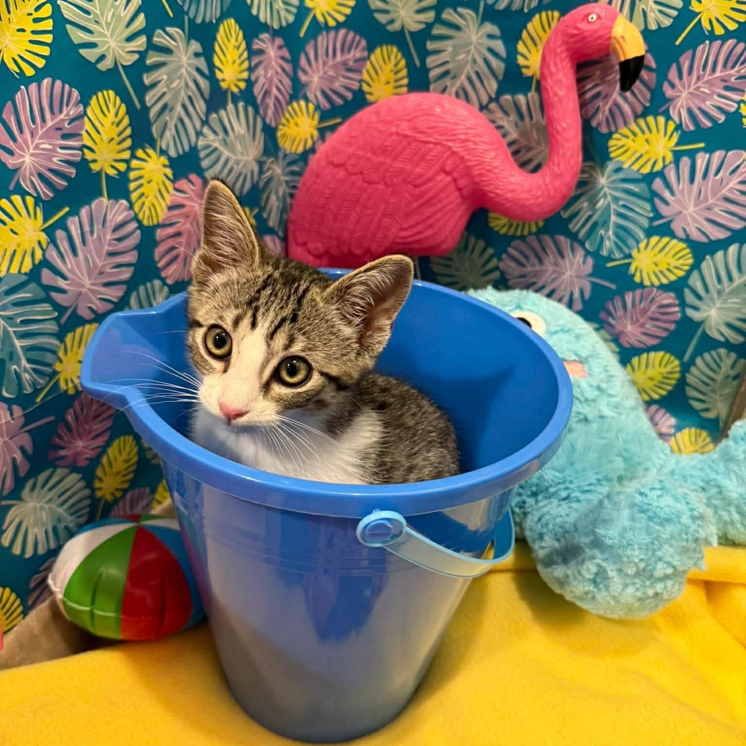 Roscoe, a Adoptable Domestic Short Hair in Mississippi State, MS image 2/5