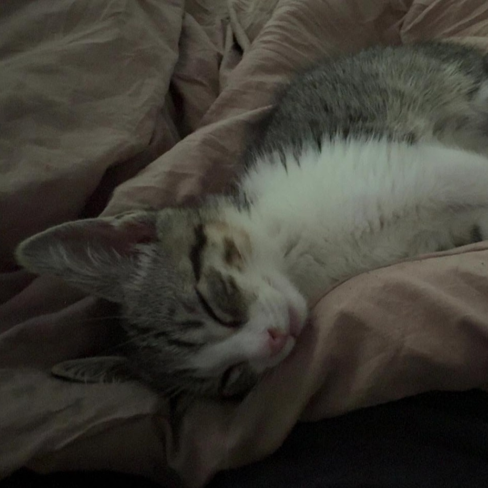 Roscoe, a Adoptable Domestic Short Hair in Mississippi State, MS image 3/5