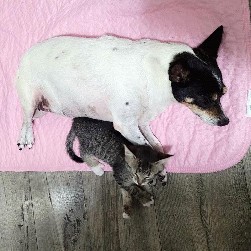 Sweetie (SC), a Adoptable Rat Terrier in Moncks Corner, SC image 3/3