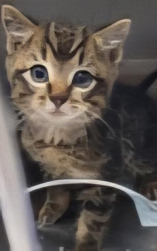 Carburater, Adoptable, Young Male Domestic Short Hair & Domestic Short Hair.