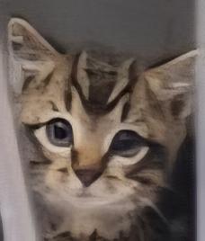 Enlarge Carburater, a Adoptable Domestic Short Hair in Simcoe, ON image 2/3