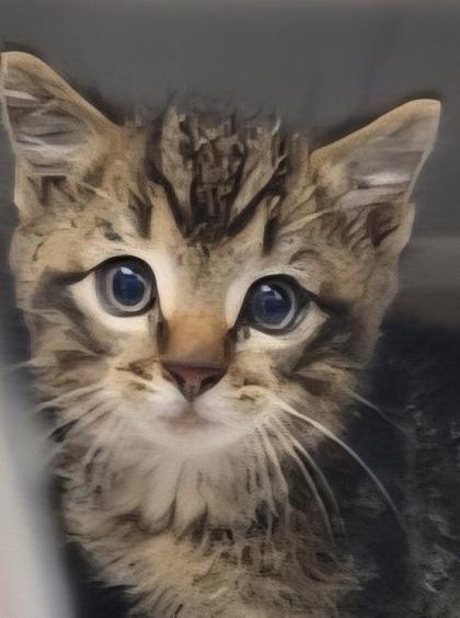 Enlarge Carburater, a Adoptable Domestic Short Hair in Simcoe, ON image 3/3