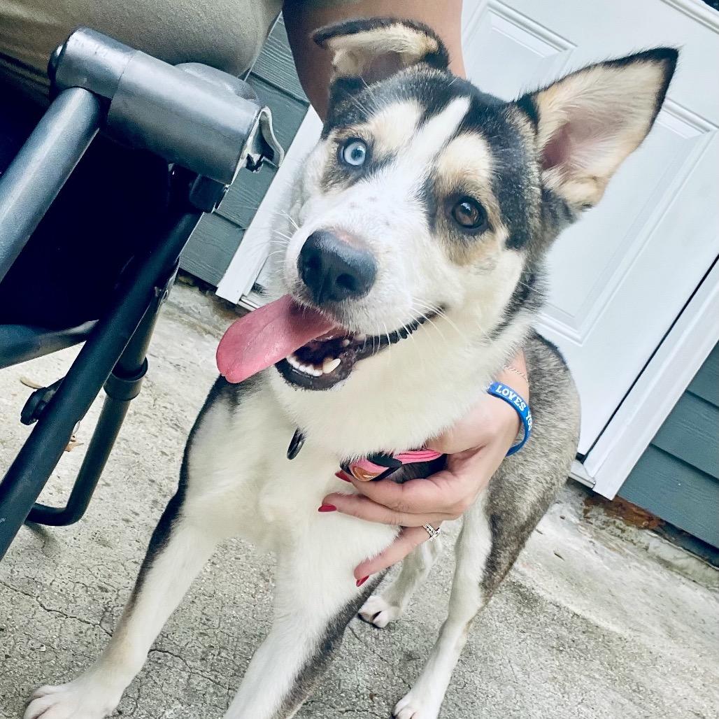 Rayna, a ADOPTABLE Husky in Mandeville, LA image 1/5