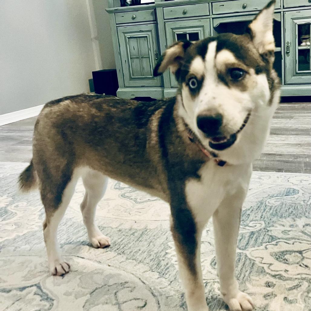 Rayna, a ADOPTABLE Husky in Mandeville, LA image 2/5