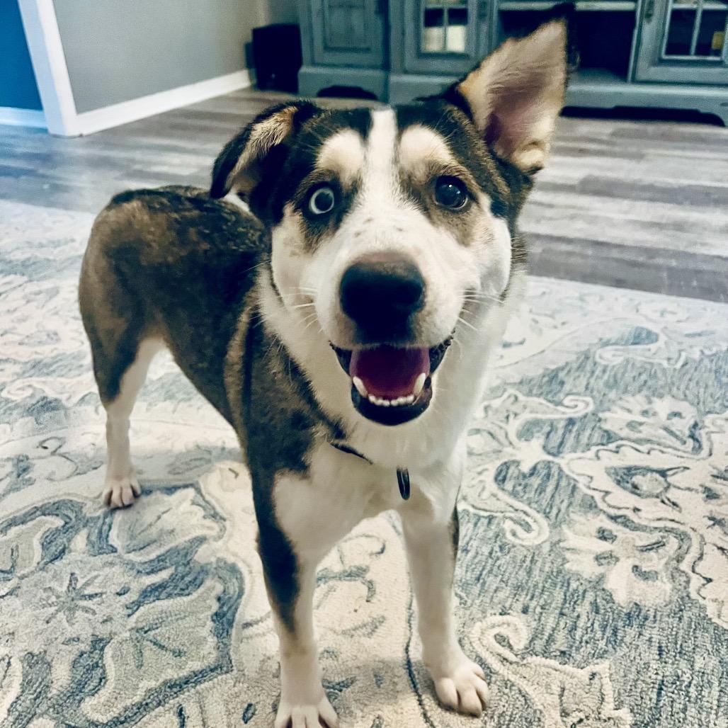 Rayna, a ADOPTABLE Husky in Mandeville, LA image 3/5