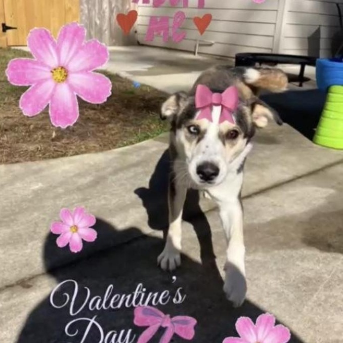 Rayna, a ADOPTABLE Husky in Mandeville, LA image 4/5