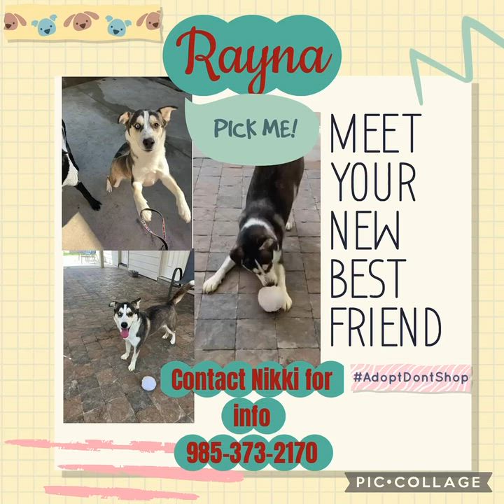Enlarge Rayna, a ADOPTABLE Husky in Mandeville, LA video 5/5