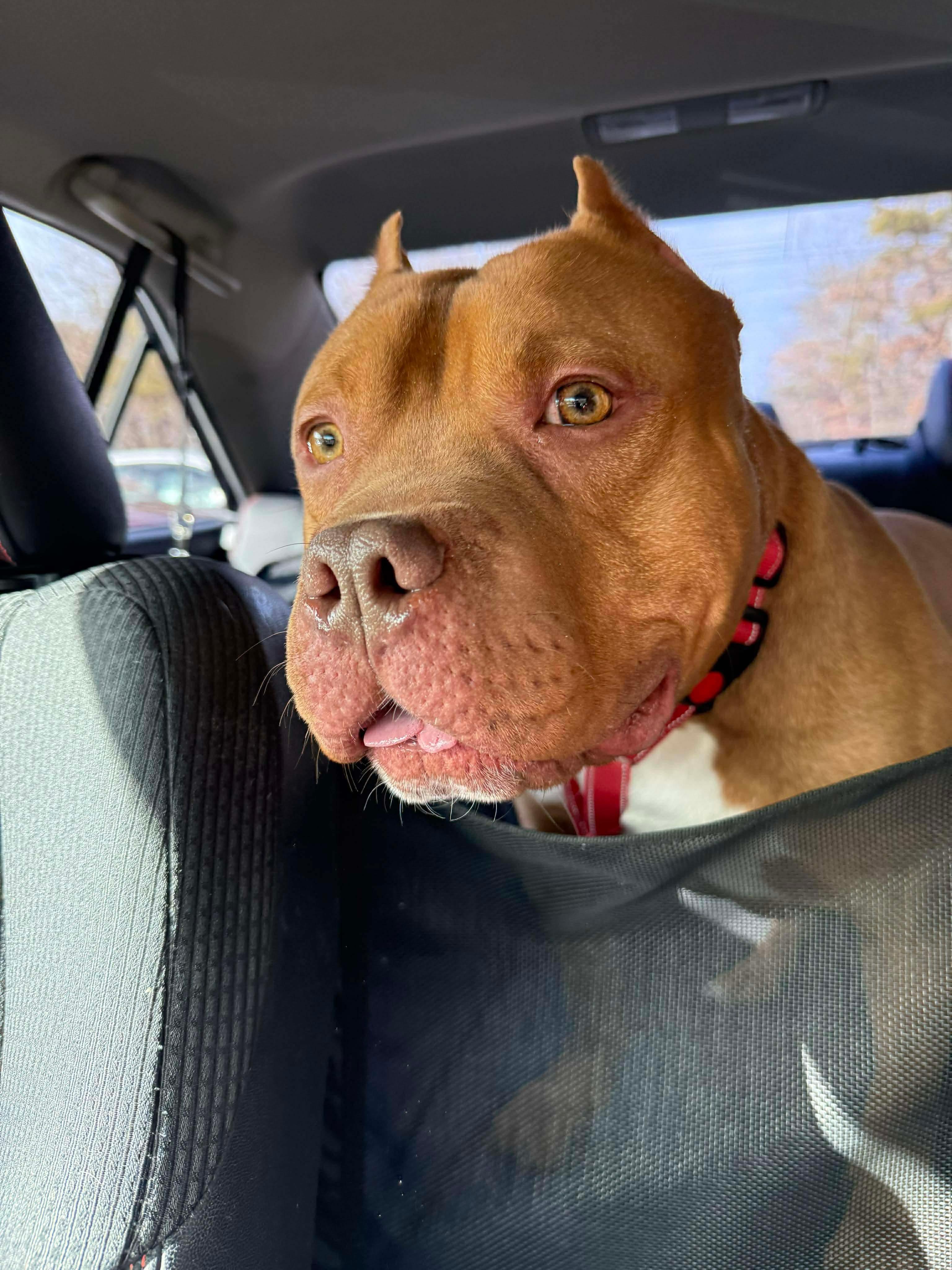 Enlarge Mater, a ADOPTABLE mixed breed in Jackson , NJ image 3/3